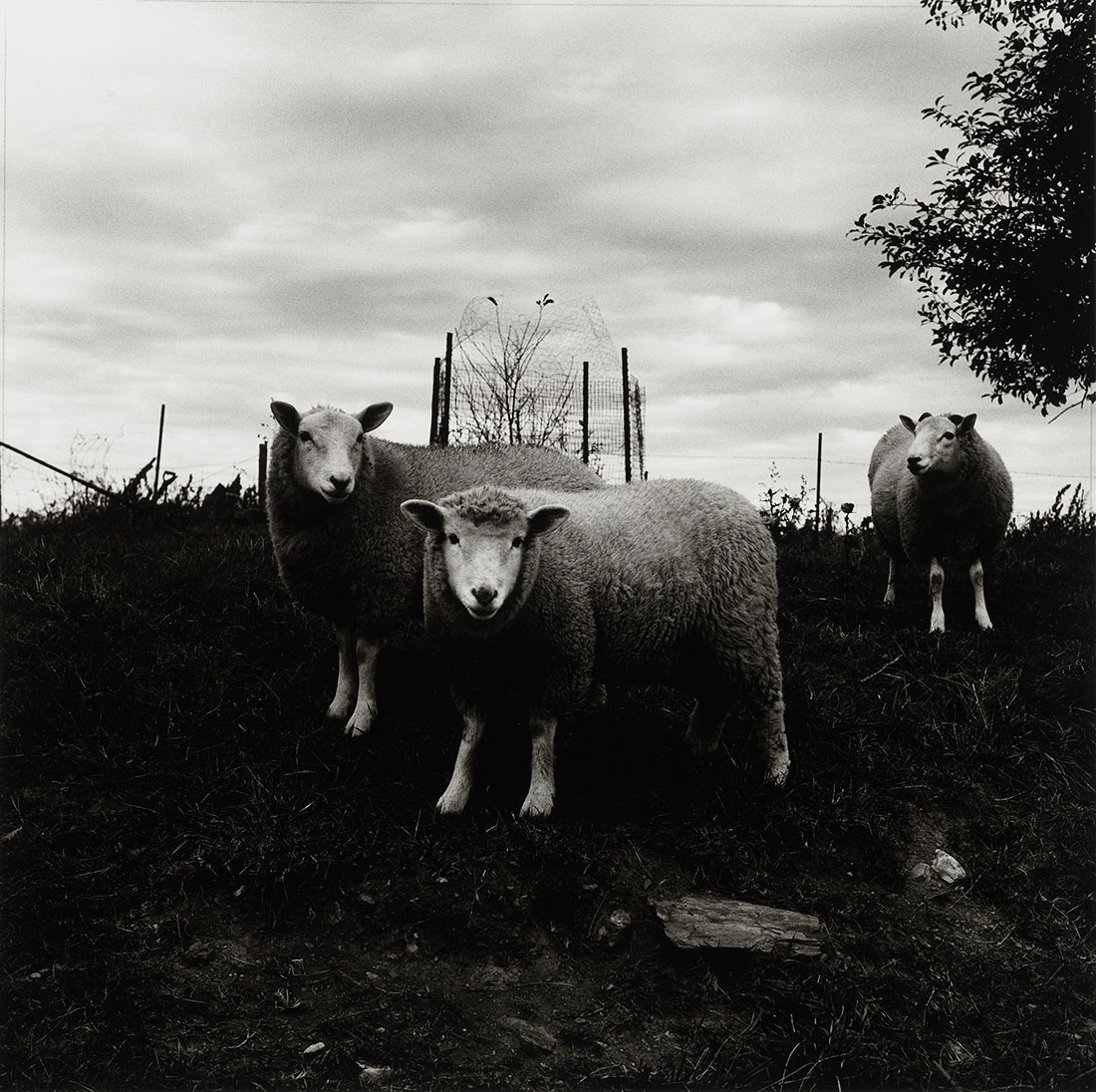 Peter Hujar, Sheep, Pennsylvania, 1969