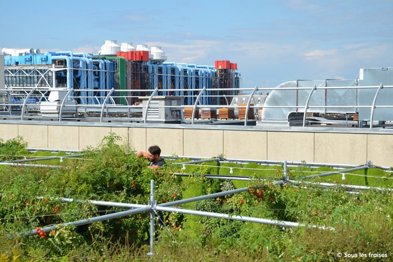 Cultural Learning Expeditions Urban Agriculture